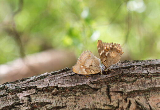 Two butterflies sitting on tree together and drinking, summer garden scene,  lesser purple emperor, Apatura ilia