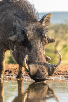 A low angle photo of male Warthog's face while drinking. Big tusks & warts. 