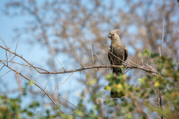 Grey go away bird standing on a branch with natural background in Kruger National park, South Africa ; Specie Corythaixoides concolor family of Musophagidae