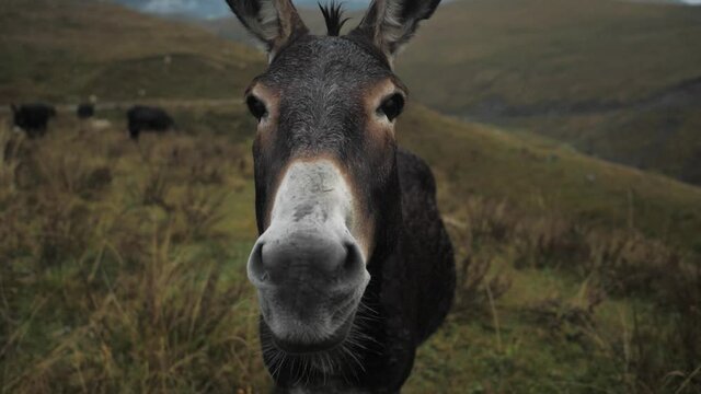 donkey or mule in the wild posing