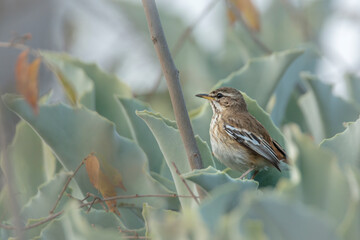 Red backed Scrub Robin standing in plant leaves in Kruger National park, South Africa; specie...