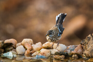 Red backed Scrub Robin standing at waterhole in Kruger National park, South Africa; specie Cercotrichas leucophrys family of Musicapidae