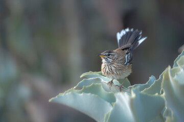 Fototapeta na wymiar Red backed Scrub Robin standing in plant leaves in Kruger National park, South Africa; specie Cercotrichas leucophrys family of Musicapidae
