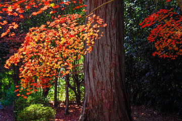 木陰で陽光に映える紅葉