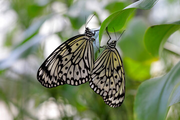Fototapeta na wymiar Weiße Baumnymphe (Idea leuconoe) Schmetterlinge Paarung