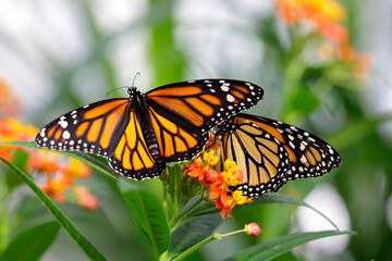 Monarchfalter (Danaus plexippus) oder Amerikanischer Monarch, zwei Schmetterlinge auf Blüte