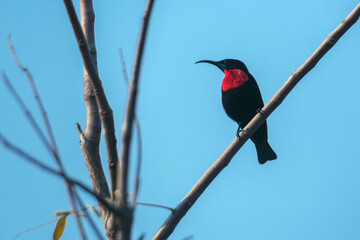 Scarlet chested Sunbird isolated in blue sky in Kruger National park, South Africa ; Specie Chalcomitra senegalensis family of Nectariniidae