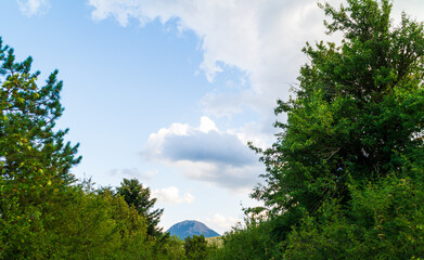 Vegetazione e alberi lungo il sentiero di montagna in estate