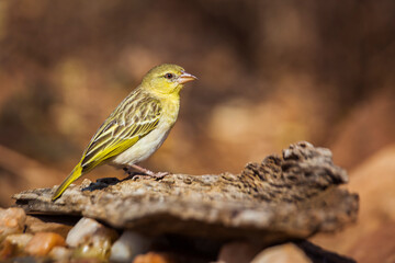 Village weaver standing on a log with natural background in Kruger National park, South Africa ; Specie Ploceus cucullatus family of Ploceidae