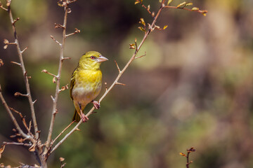 Village weaver standing on a shrub in front view in Kruger National park, South Africa ; Specie Ploceus cucullatus family of Ploceidae