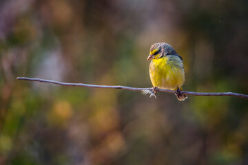 Yellow fronted Canary standing on a branch with natural backgrounc in Kruger National park, South Africa ; Specie Crithagra mozambica family of Fringillidae