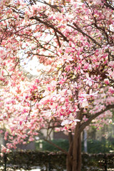 Pink Magnolia spring blossom tree. Selective focus