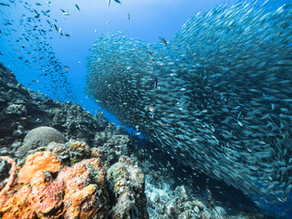 Fototapeta na wymiar Bait ball / school of fish in turquoise water of coral reef in Caribbean Sea, Curacao