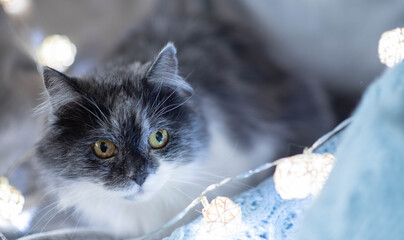 fluffy blue and white cat on blanket, surronded by cotton balls lights, long-haired cute kitten