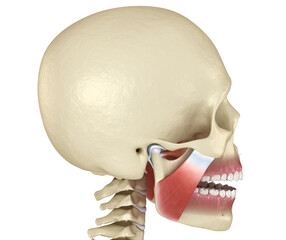 TMJ: The temporomandibular joints and muscles. Medically accurate 3D illustration.