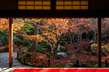 室内から観賞する庭園の紅葉
