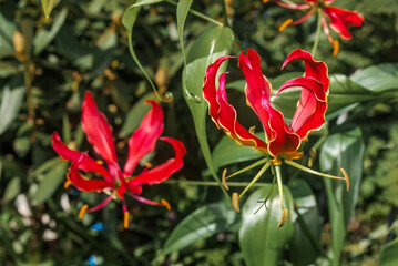 Flame Lily (Gloriosa superba) in greenhouse