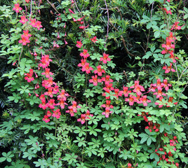 Château de Bunratty