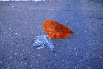 冬の日、地面に立つ1枚の葉