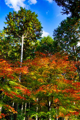 紅葉と青モミジ