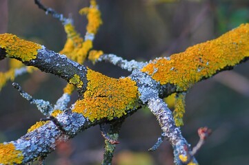 Złotorost ścienny (Xanthoria parietina) porastający gałązki © Lancan