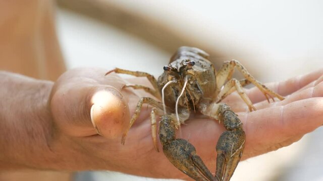Live freshwater crawfish cancer Astacus in the hands of a male fisherman in nature on a sunny summer day.