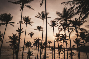 Tropikalny krajobraz, palmy na tle oceanu i zachodzącego słońca.