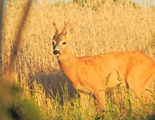 kozioł © Krzysztof