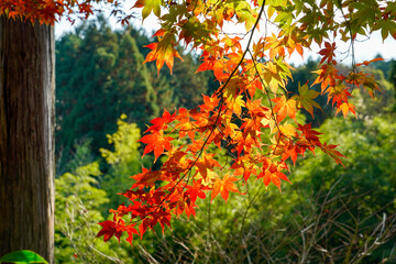 紅葉と青モミジ