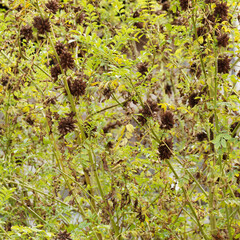 Glycyrrhiza echinata | Römisches oder Russisches Süßholz. Lanzettlichen, ründlich-spitz und...