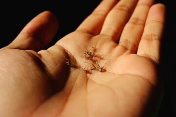 Obraz premium close up group of mosquito dying in hand