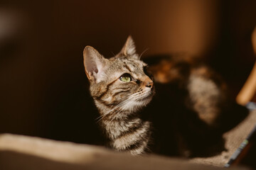 Beautiful tabby cat portrait. Domestic cat posing.	