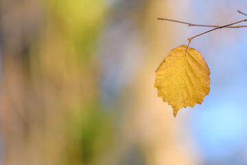 Obraz premium autumn leaf in the sun