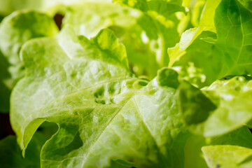 Fresh organic green oak lettuce vegetable plant farm