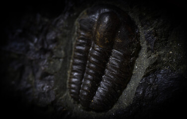 fossil close up