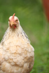 Hen