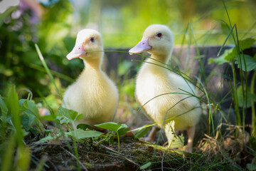 ducklings on the grass