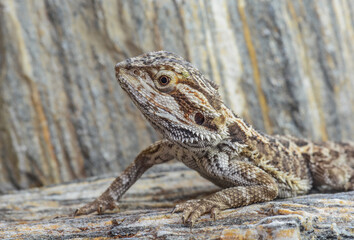 Pogona vitticeps