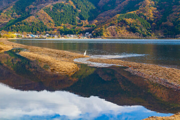 奥琵琶湖の風景と白鷺