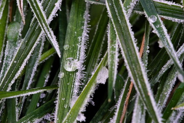frost on the grass