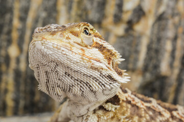Pogona vitticeps
