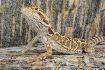 Pogona vitticeps