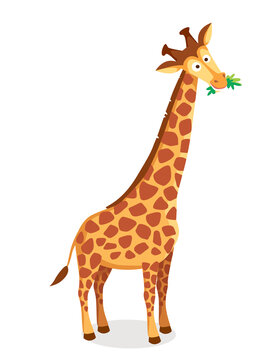 Vector picture of cartoon character giraffe with long neck chewing eating leaves, grass, illustration for a children book. Long-necked mammal hoofed animal.