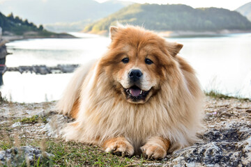 Beautiful dog chow-chow outside. Purebred dog chow chow on vacation on mountain lake Zaovine