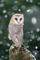 A snowflake on the head, beautiful portrait of Barn owl under snowfall (Tyto alba)