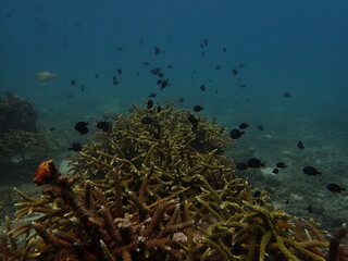 Plakat coral transplant at coral nursery for marine conservation