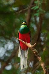 A frontal full body photo the colorful Narina Trogon while calling with inflated throat skin, South Africa