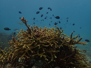 Fototapeta na wymiar coral transplant at coral nursery for marine conservation
