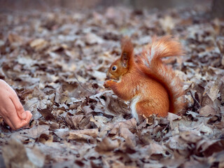 Cute squirrel in the park.