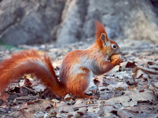 Cute squirrel in the park.